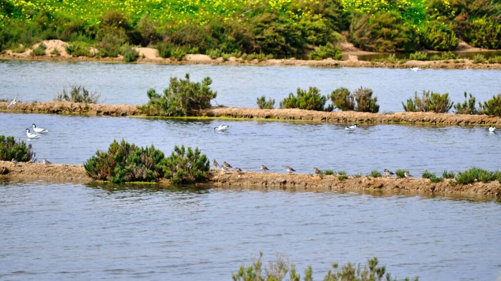 Les zones humides autour de Faro sont des lieux extraordinaires pour une excursion d'observation des oiseaux en Algarve.