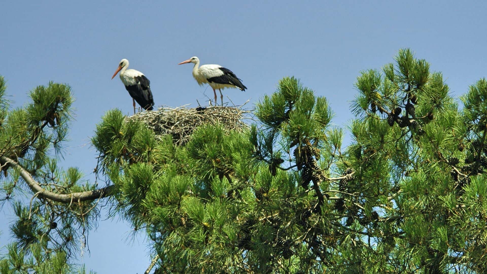 Cigüeñas blancas alrededor de Faro, Algarve. Avistamientos habituales en nuestros tours de observación de aves en la Ría Formosa.