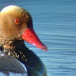 Red-Crested Pochard in Faro (Algarve) - a bird usually seen on our birdwatching tour of Ria Formosa.