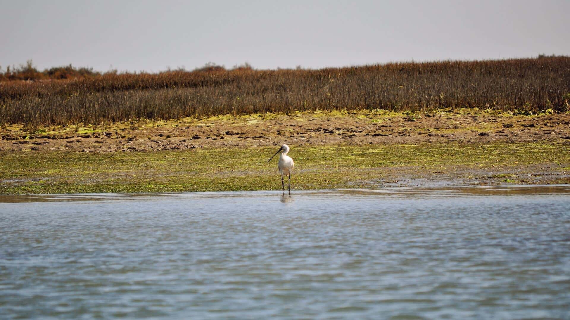 Ria Formosa is one the best places to observe Spoonbills in the Algarve
