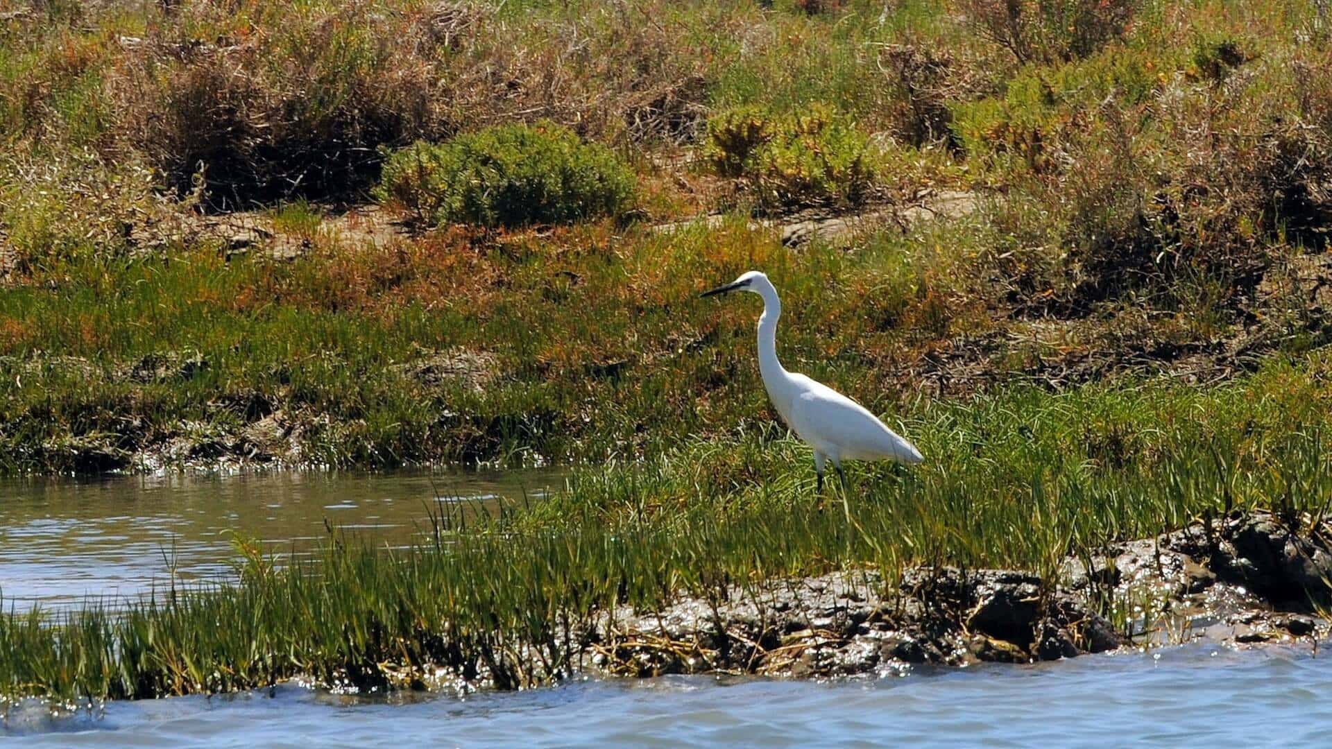 Explore e aprecie a avifauna e a natureza neste passeio ecológico pela Ria Formosa e faça da sua visita a Faro uma opção de turismo sustentável.