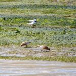 Little Terns and Red Knots in Ria Formosa seen on Lands' Birdwatching Boat Tour in Ria Formosa out of Faro