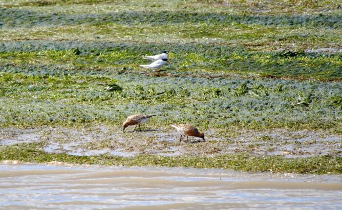 Little Terns and Red Knots in Ria Formosa seen on Lands' Birdwatching Boat Tour in Ria Formosa out of Faro