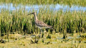 Whimbrel in Ria Formosa seen on Lands' Birdwatching Boat Tour in Ria Formosa out of Faro