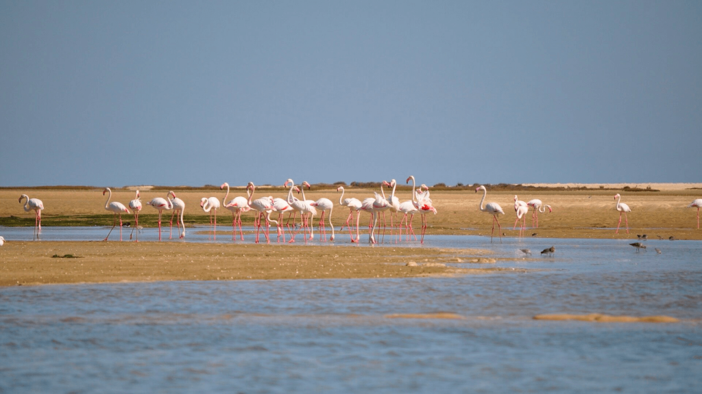 Flamingo-comum na Ria Formosa