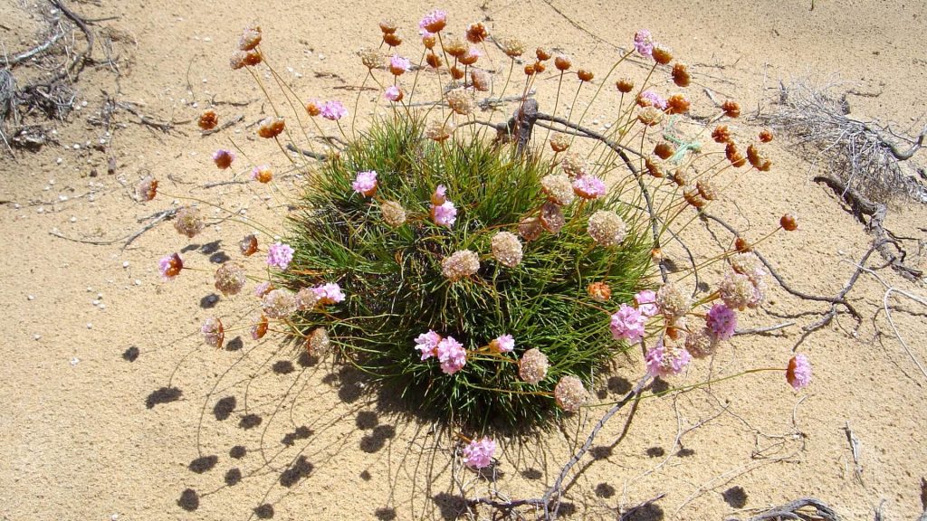 Herba de namorar (Armeria pungens) colore las dunas de Ria Formosa, Faro - Algarve