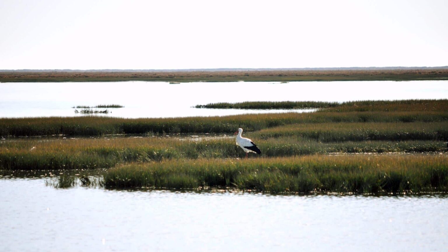 O Seu Guia sobre a Flora da Ria Formosa | Lands