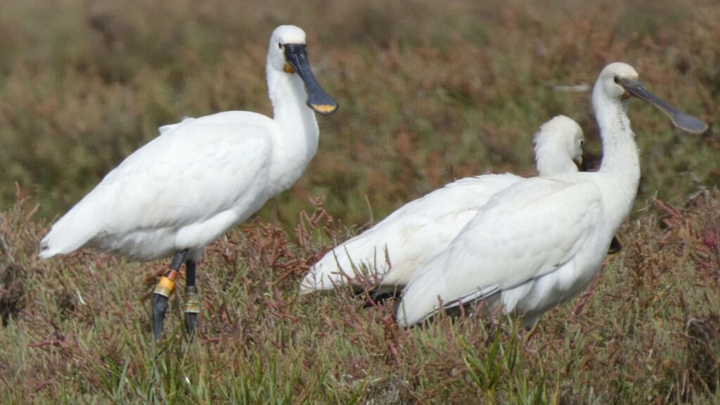 Three spoonbills stand amidst marsh vegetation in Ria Formosa.