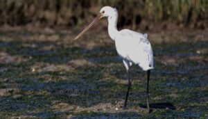 Spoonbill wading in the shallow waters of Ria Formosa during a birdwatching boat tour with Lands – Eco Boat Tours, photo by Dawn Griffith.