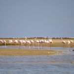 Flamingos Flamingos wading near an island in Ria Formosa, photographed during a birdwatching boat tour with Lands – Eco Boat Tours.