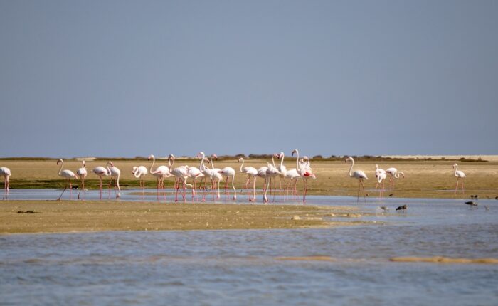 Flamingos wading near an island in Ria Formosa, photographed during a birdwatching boat tour with Lands – Eco Boat Tours.