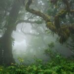Foggy Fanal forest in Seixal